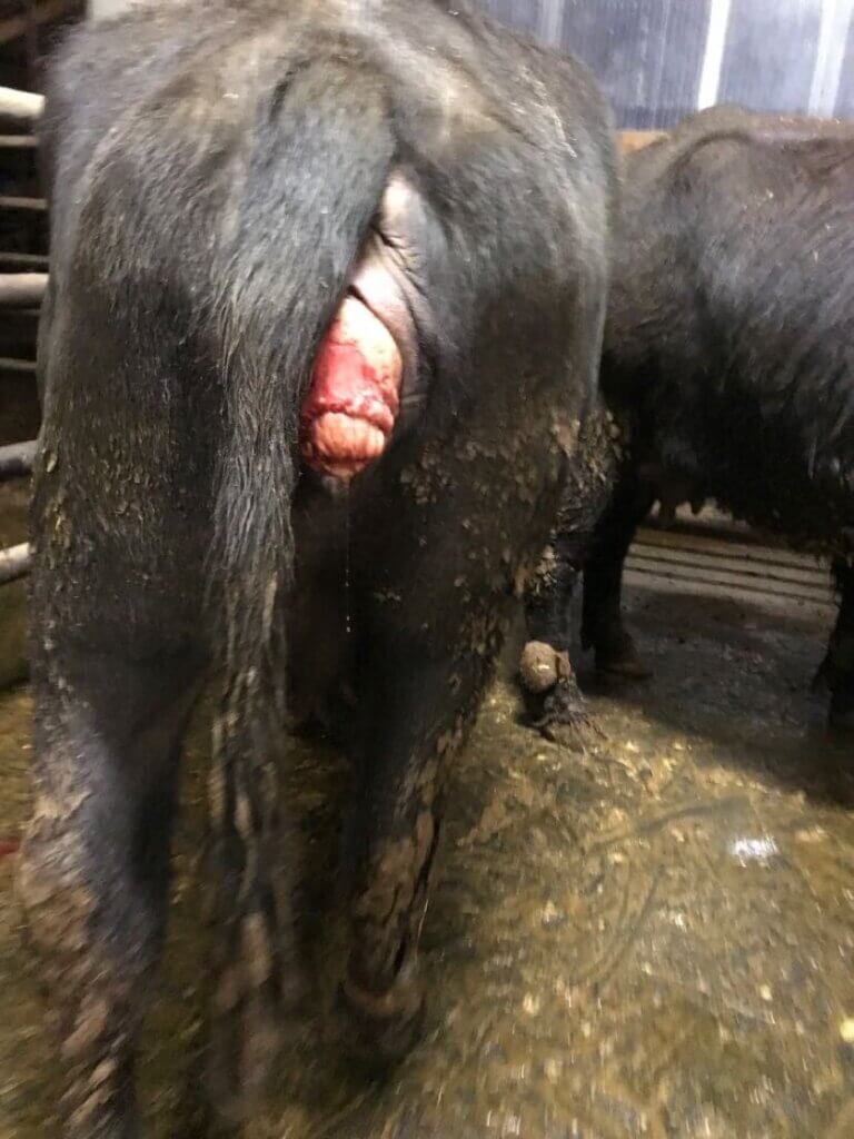 Water Buffalo with uterine prolapse