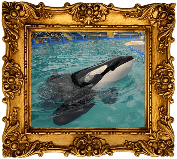 Lolita in a tiny tank at the Miami SeaQuarium. Her picture is in a gold frame.