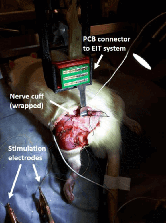 Rata confinada en un laboratorio extranjero financiado por los NIH, a quien sometieron a una cirugía para exponer su nervio ciático e implantarle electrodos.