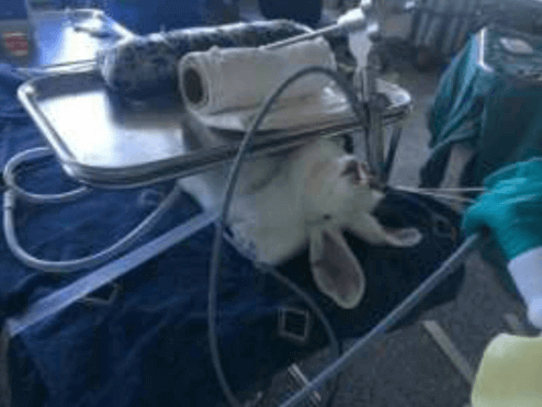 Conejo confinado en un laboratorio extranjero financiado por los NIH, a quien someterán a una cirugía para exponer su laringe y cortar sus cuerdas vocales.
