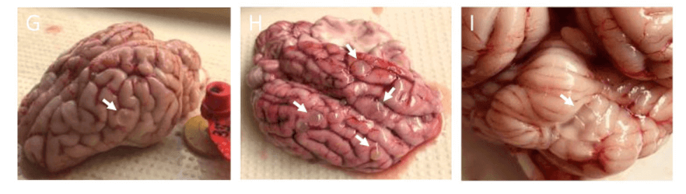 Cerebros de cerdos en un laboratorio extranjero financiado por los NIH. A los cerdos les inyectaron larvas de tenia en la arteria carótida, los asesinaron y examinaron los signos de infección por este parásito en su cerebro.