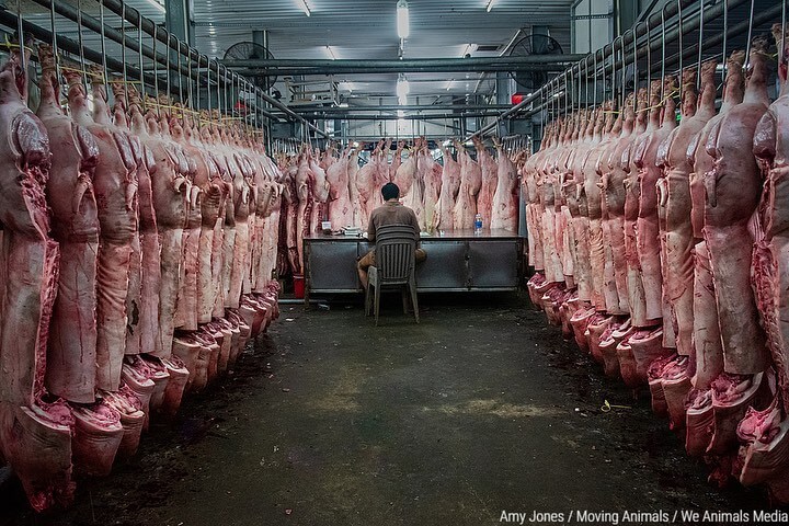 Slaughtered pigs hanging up.