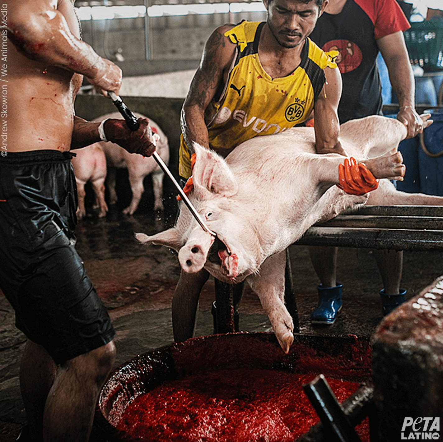  A pig being slaughtered.