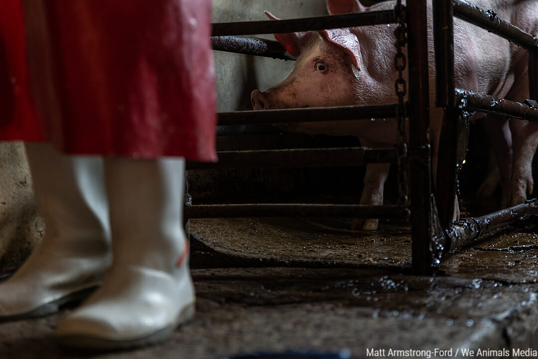 A terrified pig in a gestation crate or metal stall.