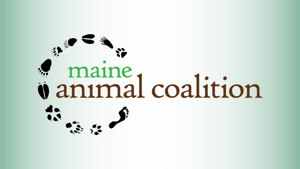 Maine Animal Coalition logo