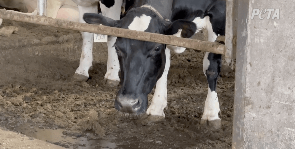 Oakridge Dairy, que afirma ser la granja láctea más grande de Connecticut, confina aproximadamente a 2600 vacas en un establo con piso de concreto del tamaño de seis campos de fútbol.