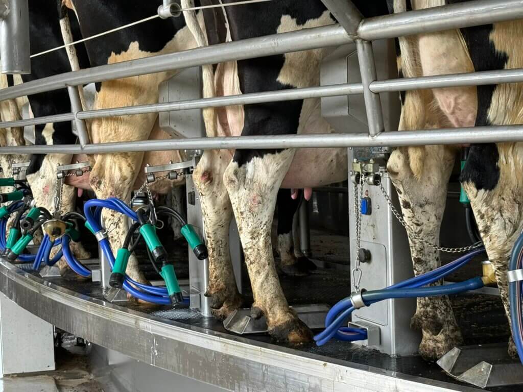 A las vacas nunca se les permite salir, donde su estiércol no podría ser recolectado fácilmente, y solo salen del establo para ser conectadas a esta máquina robótica de ordeño.