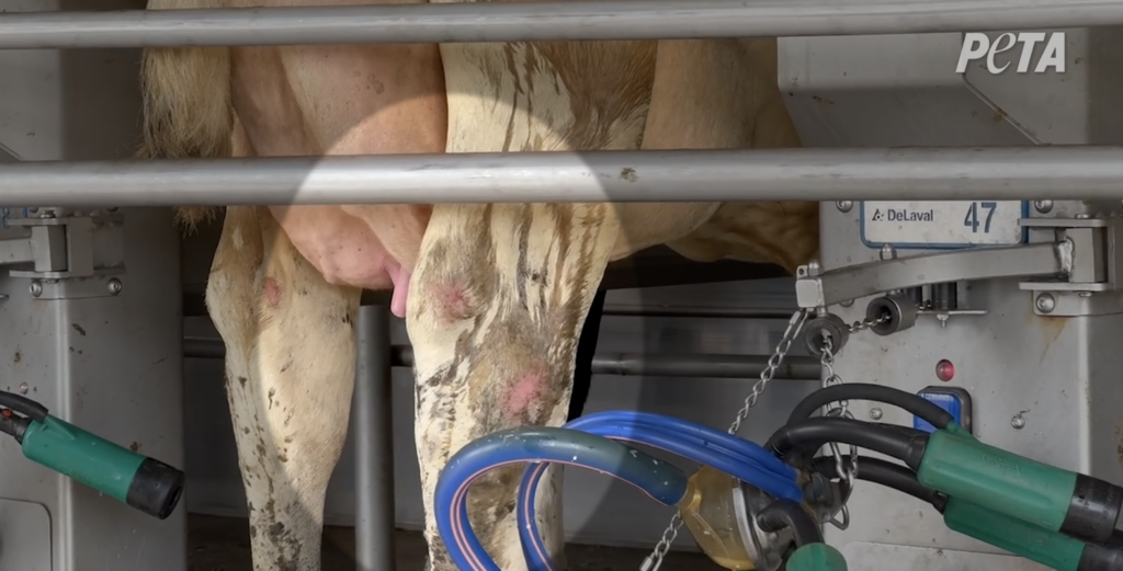 Otras vacas tenían las articulaciones inflamadas, lo que puede ser causado o agravado por el confinamiento prolongado en superficies duras.