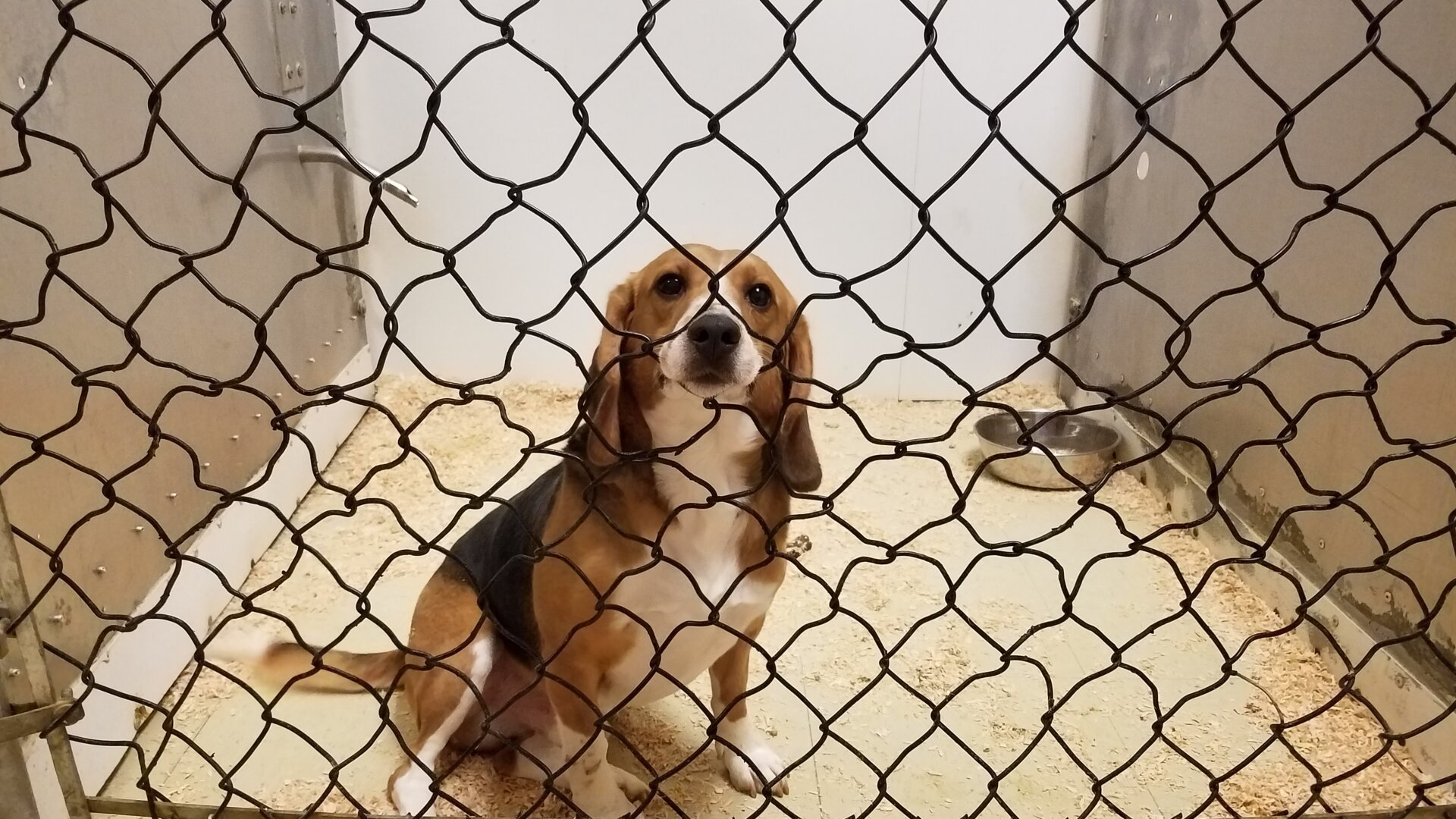 A sad looking dog in a cage