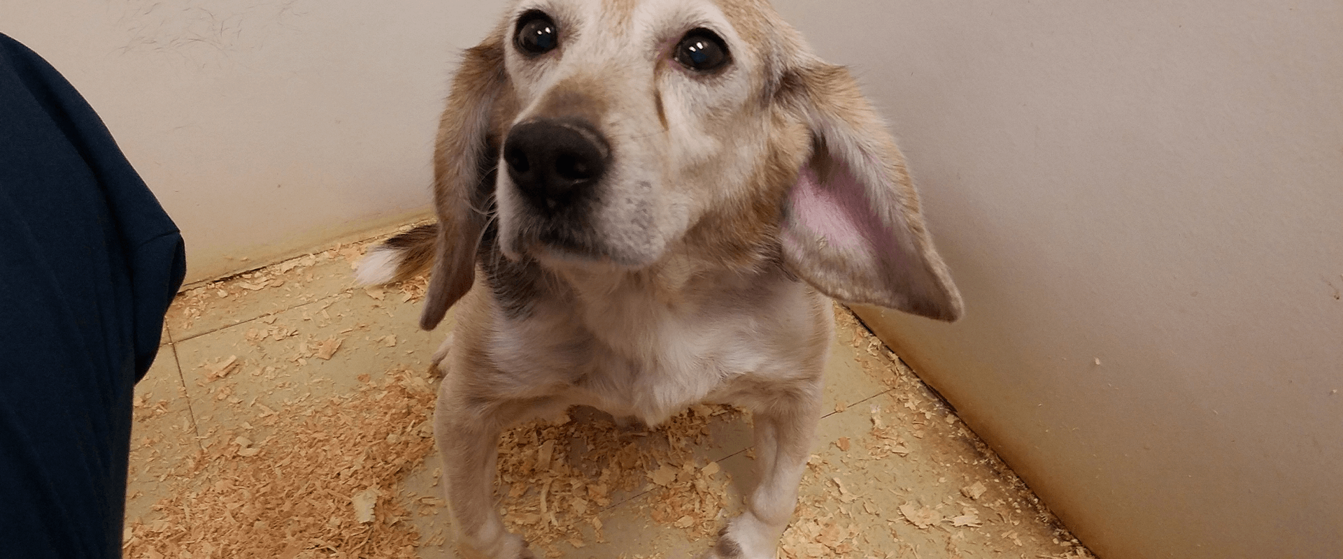 Perros mutilados, privados de analgésicos y guardados como muebles viejos en un laboratorio de alquiler