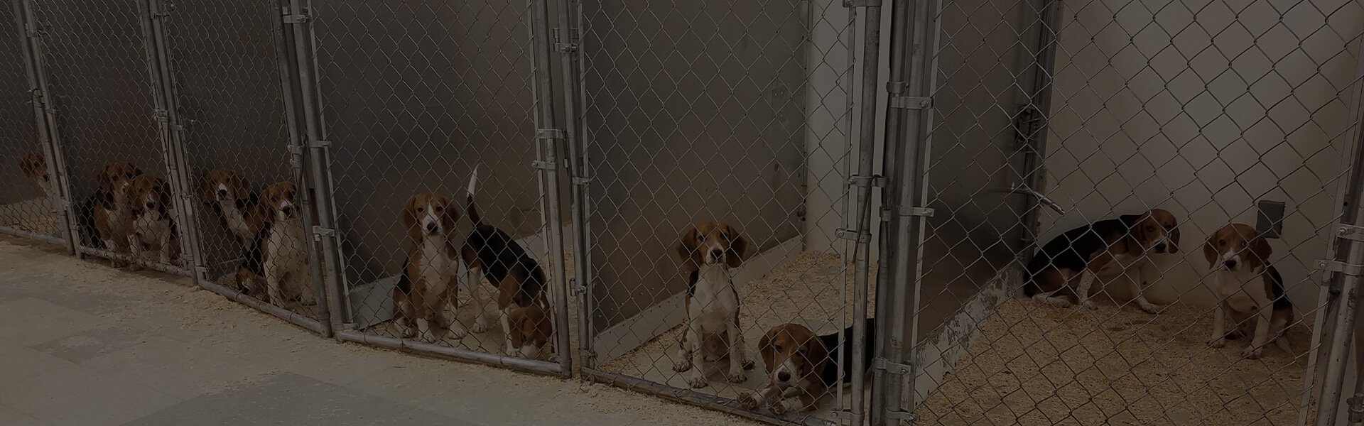 Perros mutilados, privados de analgésicos y guardados como muebles viejos en un laboratorio de alquiler