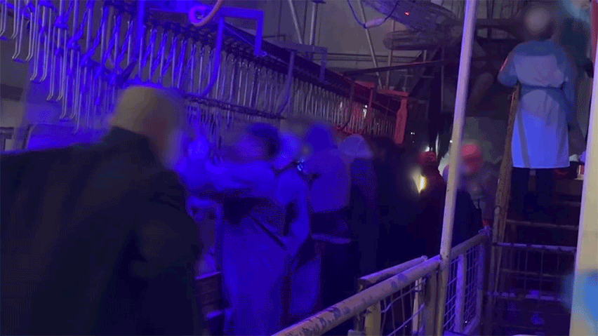 workers hanging live chickens in a slaughterhouse