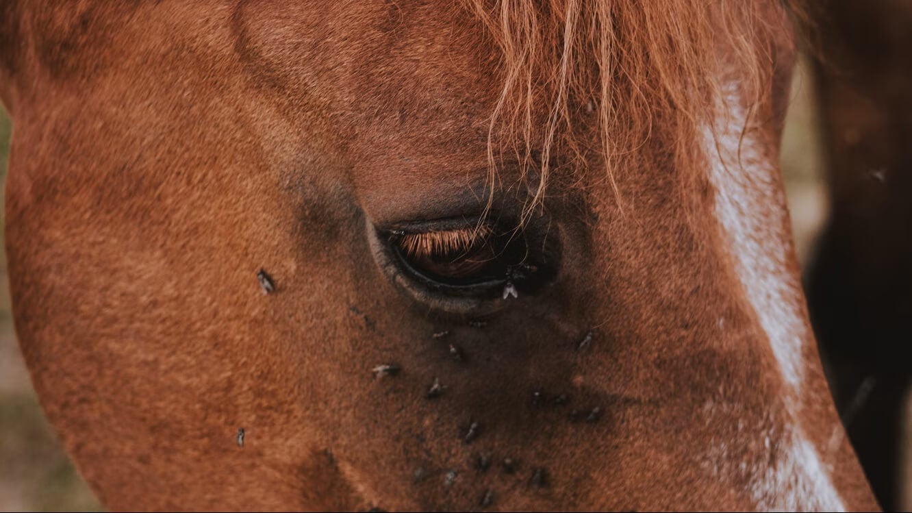 Las 10 principales alertas de acción de PETA Latino de este mes