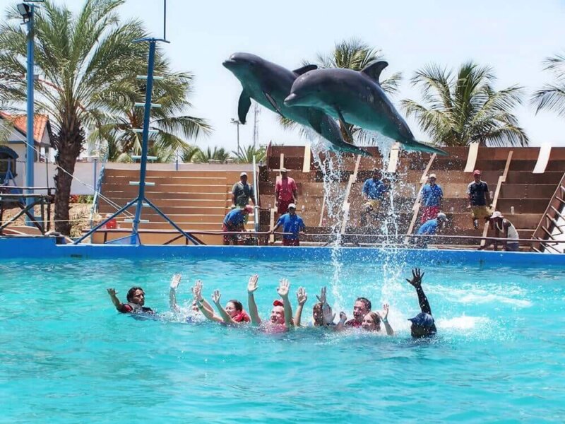 Los delfines NO son atracciones – Son seres vivos que sufren en silencio