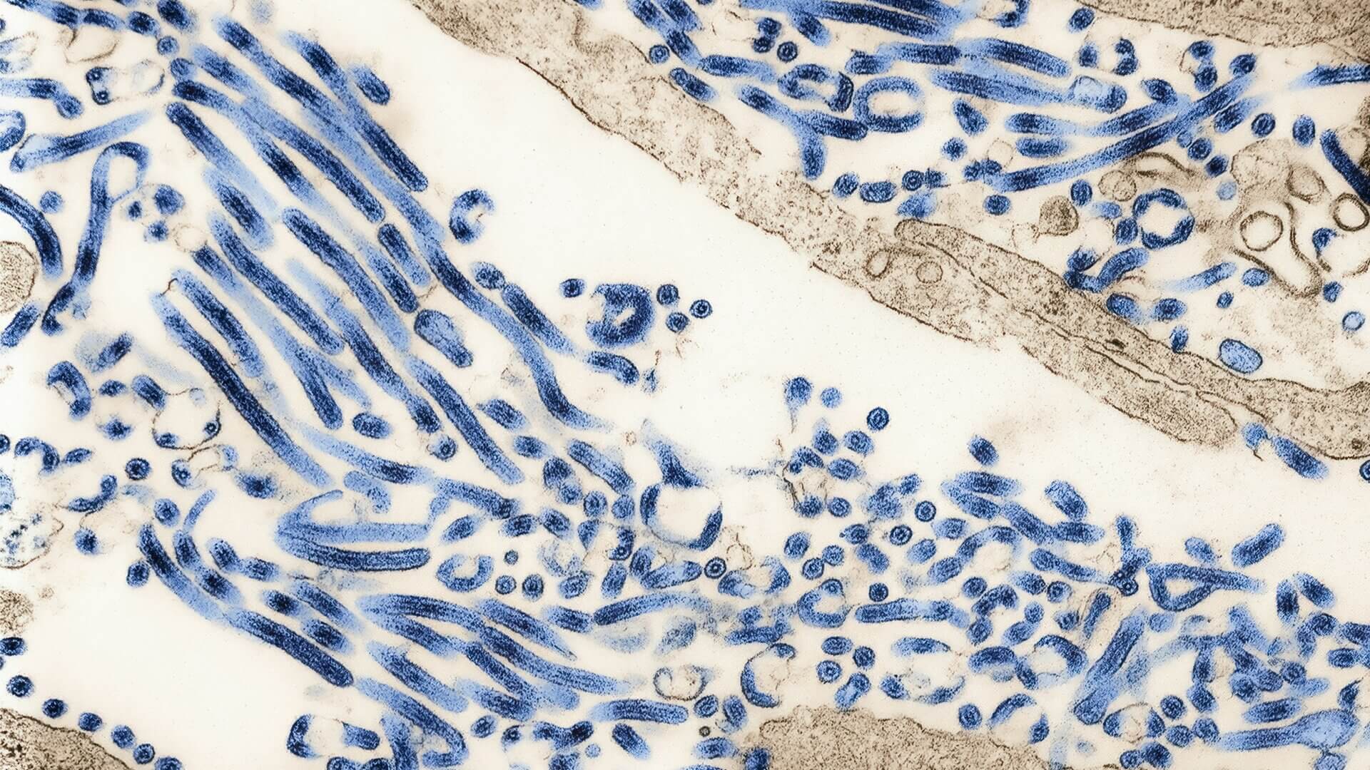 Laboratorios extranjeros han atormentado y asesinado animales durante décadas. ¡Y lo han hecho con tu dinero!