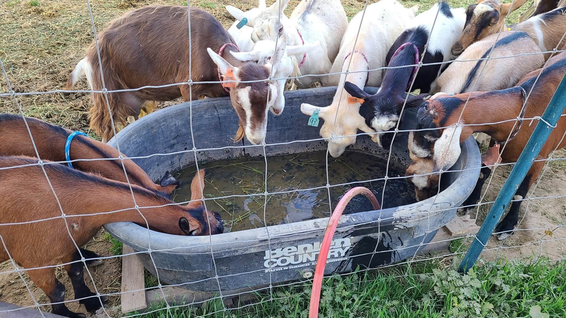 Queso de cabra al descubierto: ¿De la granja a la mesa? Más bien, cubierto de pus