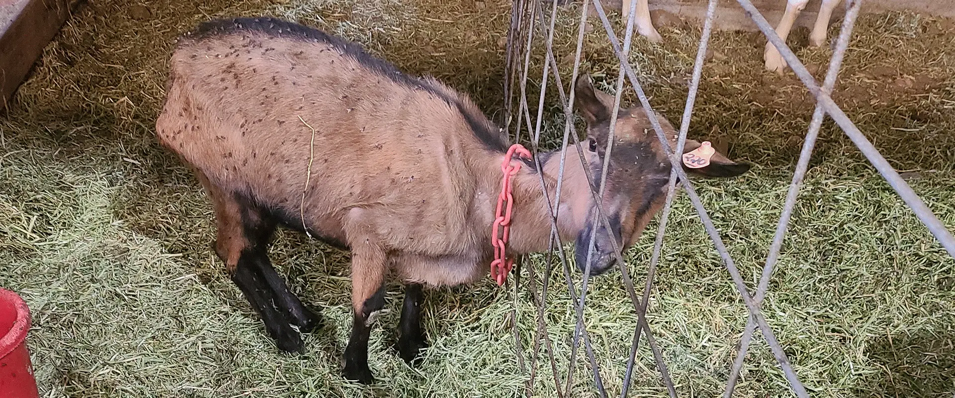 Queso de cabra al descubierto: ¿De la granja a la mesa? Más bien, cubierto de pus