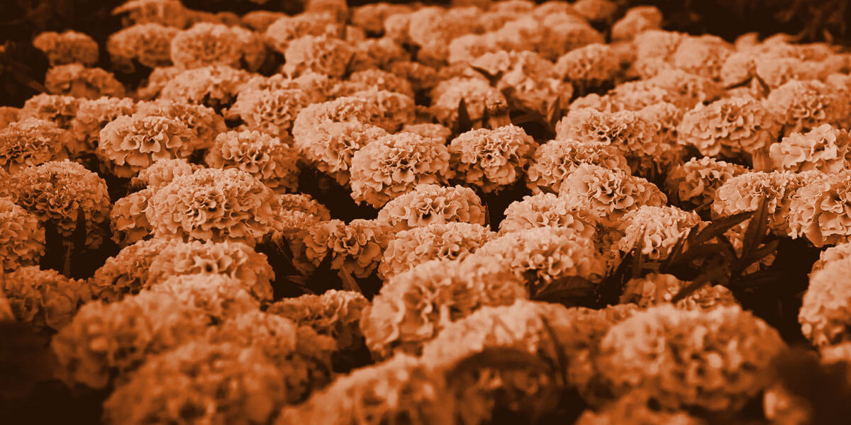 Photo of a field of marigolds