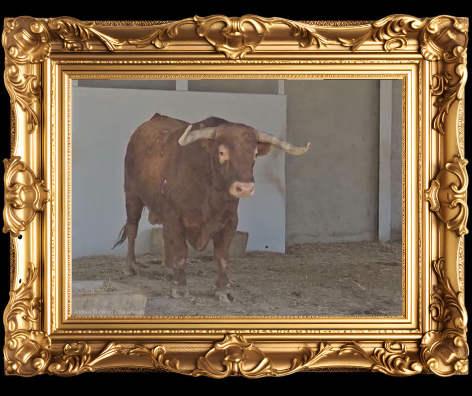 Photo of Papelón in a guilded frame