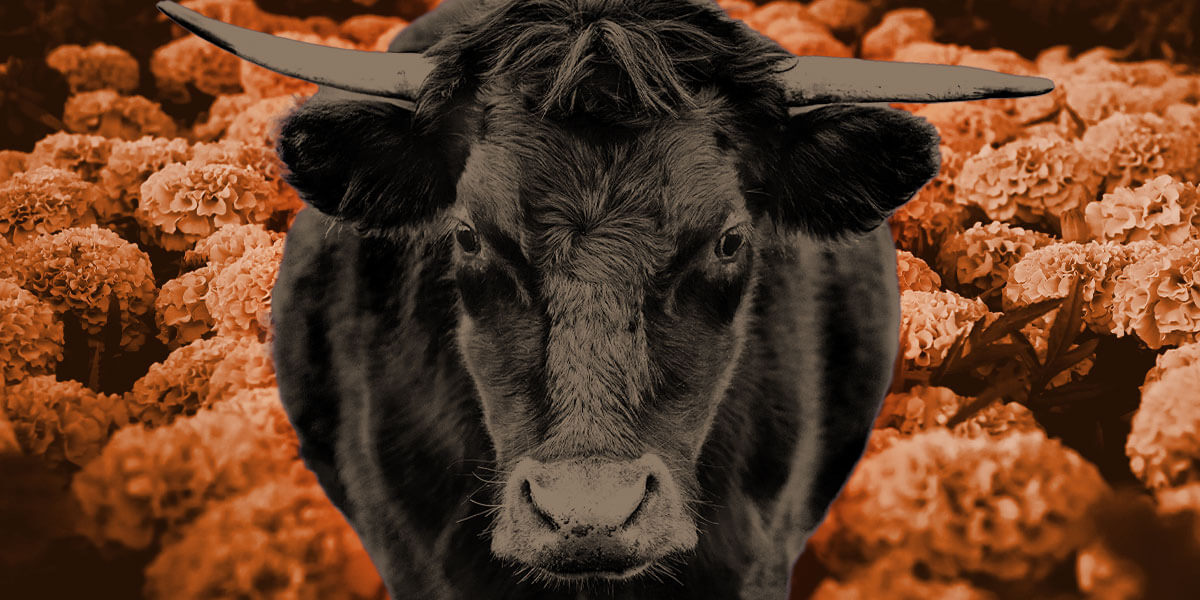 Photo collage of bull facing forward superimposed over a field of marigolds