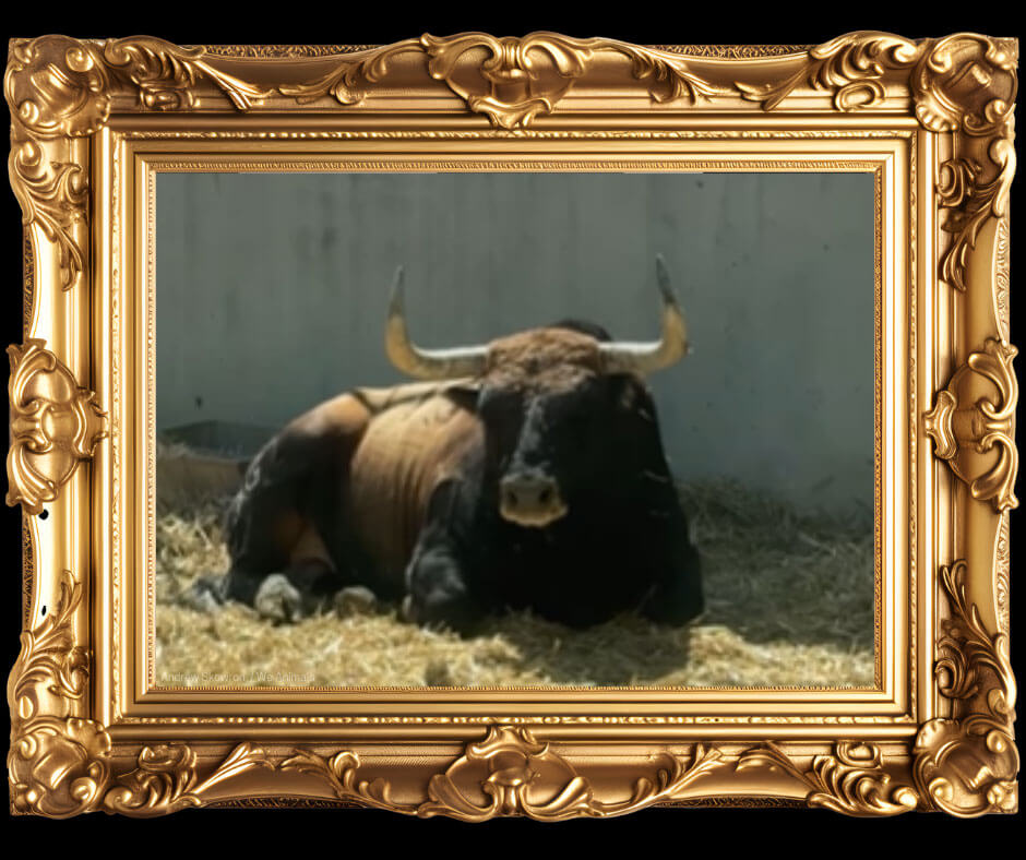 Photo of a Tramposo in a guilded frame