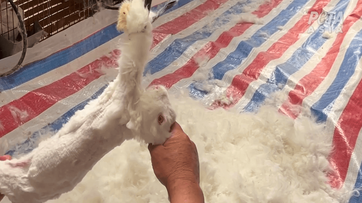¡Victoria! goop eliminó toda la angora de su sitio web
