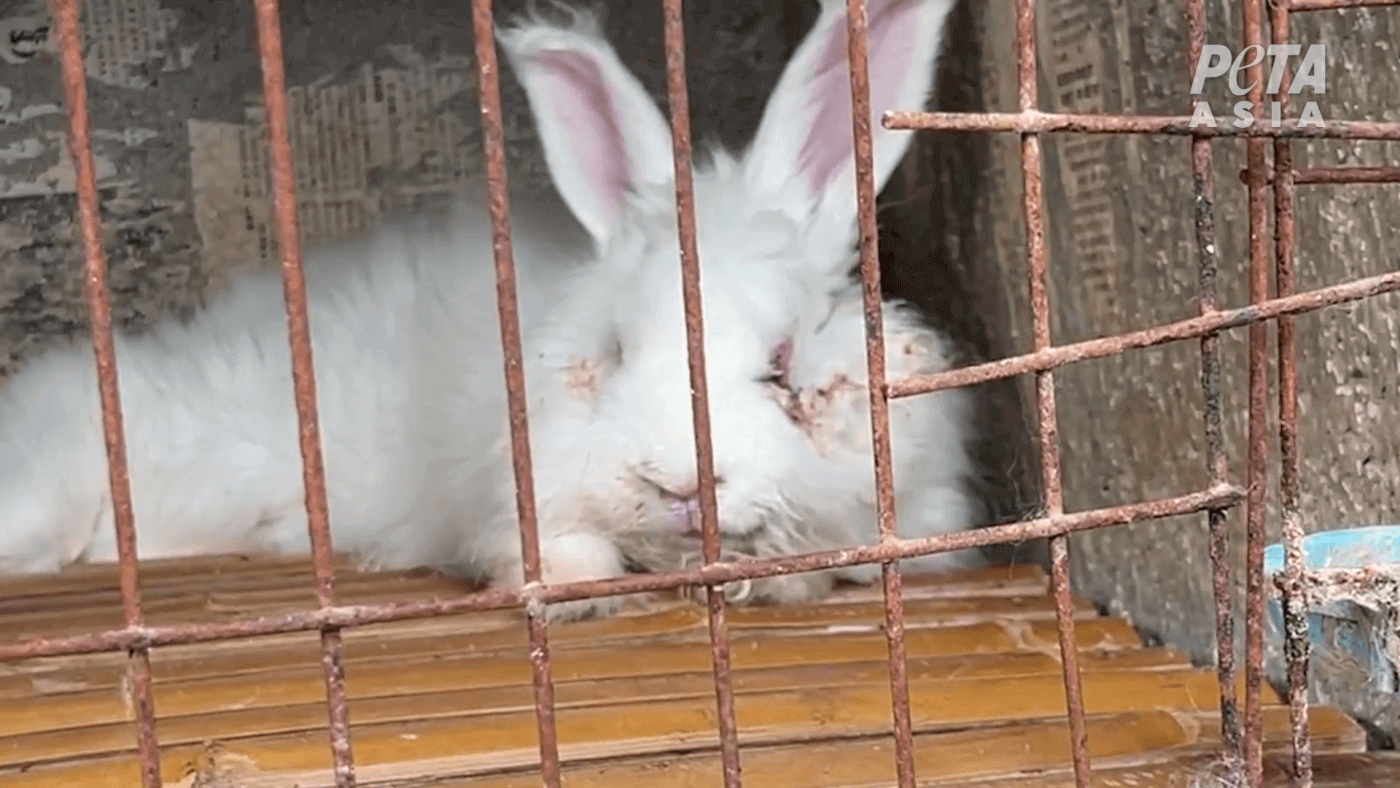 ¡Victoria! goop eliminó toda la angora de su sitio web