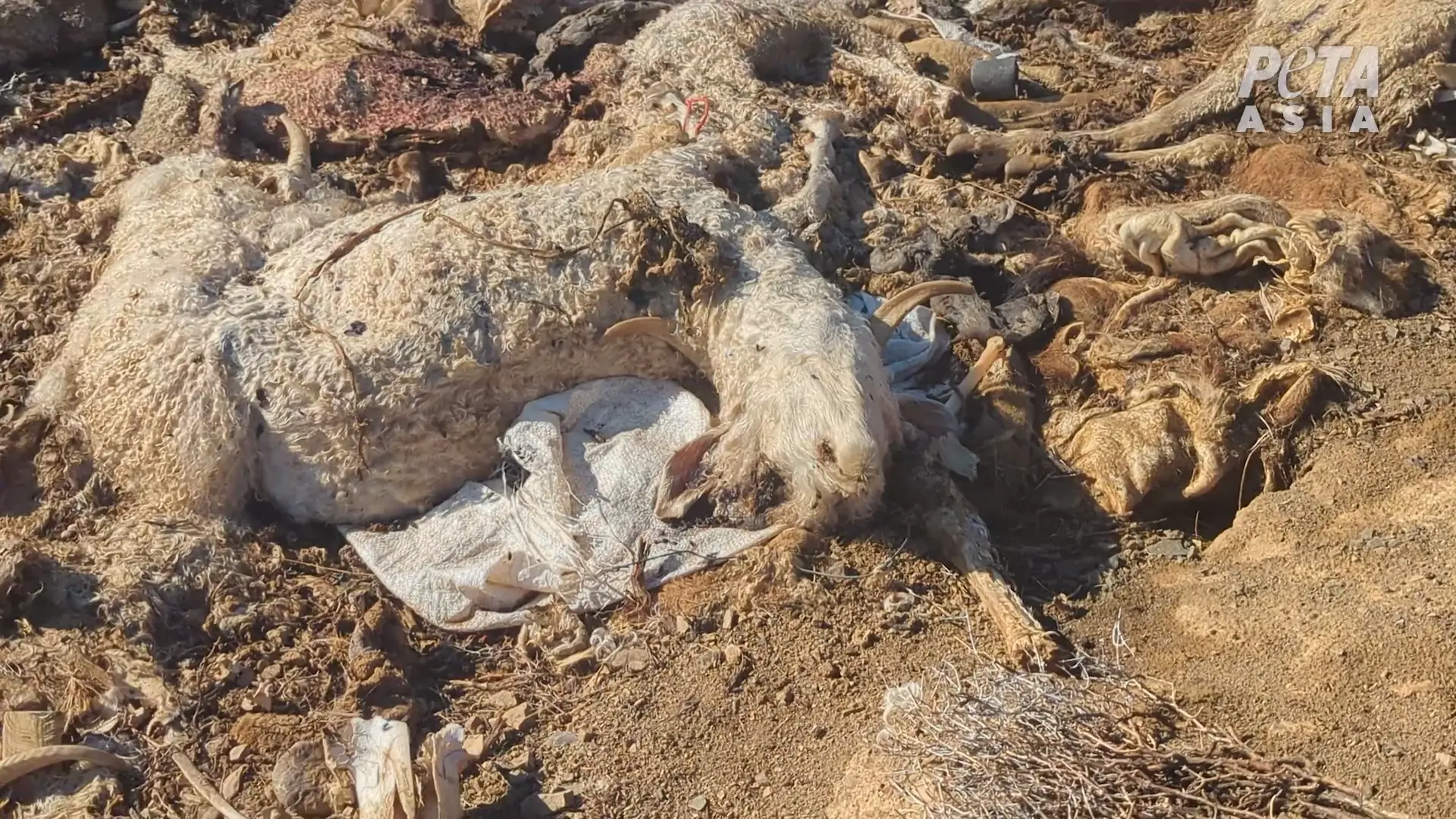 Golpean, arrastran y dejan sangrando a cabras por mohair “humanitario”