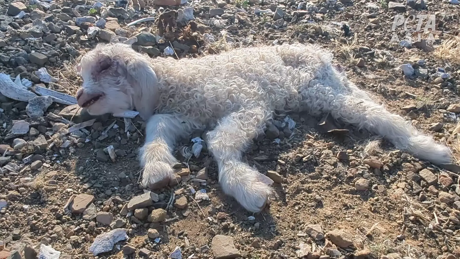 Golpean, arrastran y dejan sangrando a cabras por mohair “humanitario”