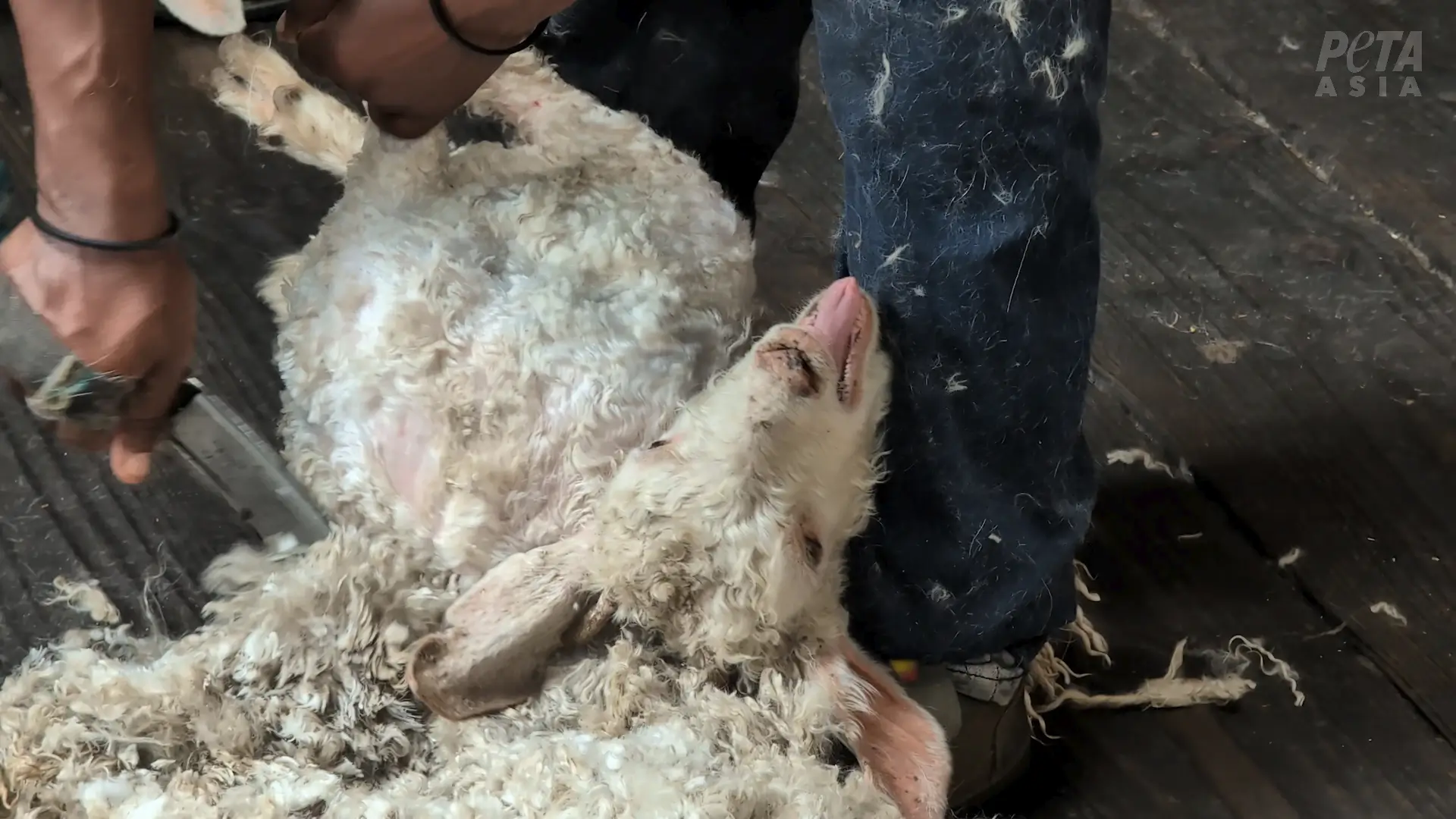 Golpean, arrastran y dejan sangrando a cabras por mohair “humanitario”