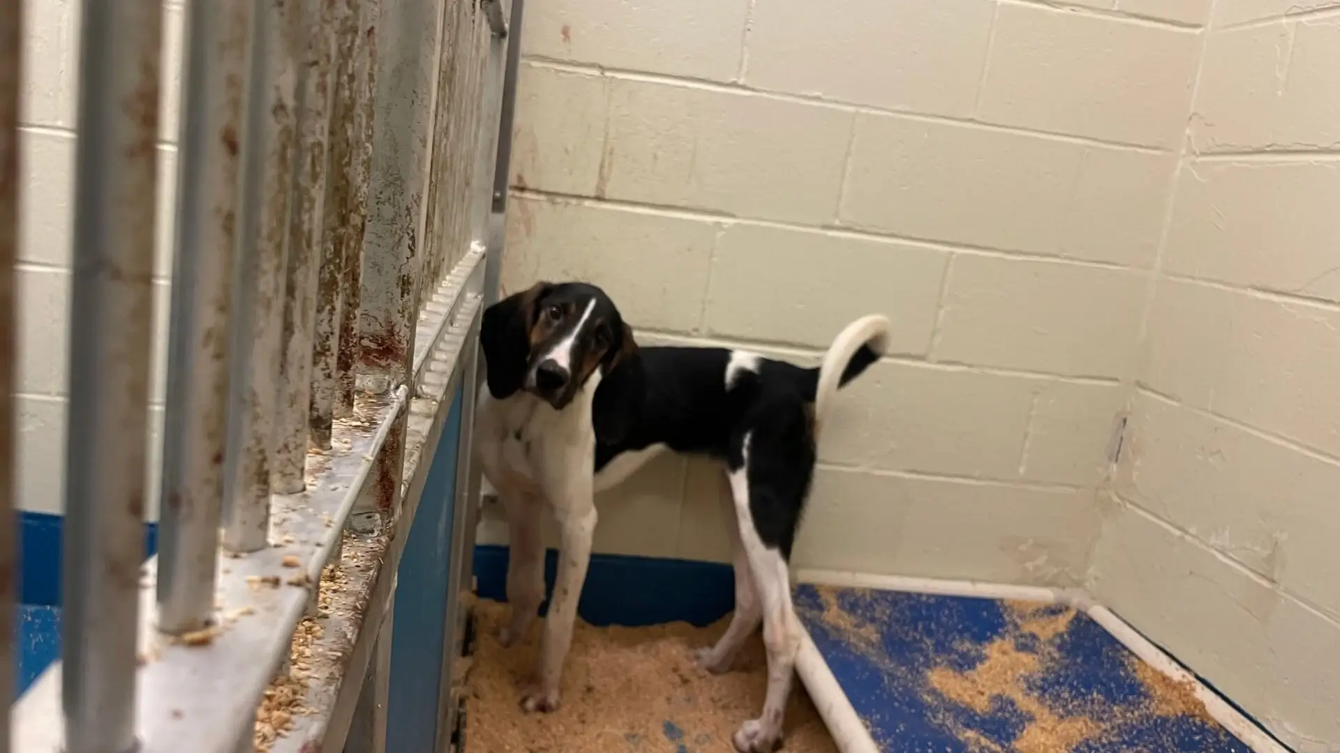 PETA ofrece un impactante vistazo al sufrimiento animal en los laboratorios de UMass Chan