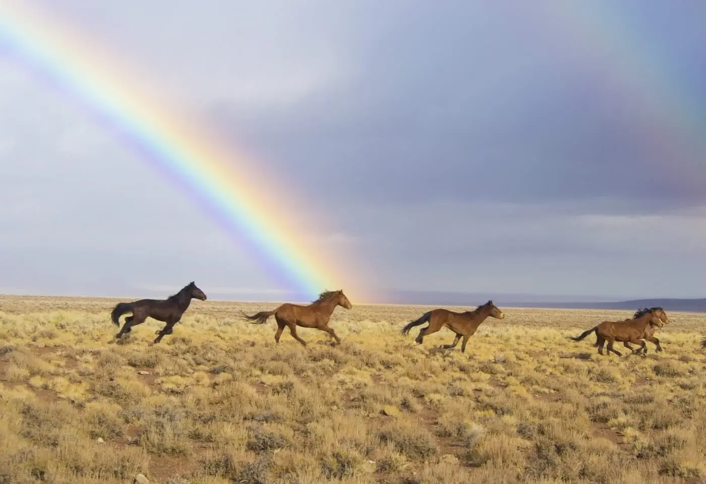 Formas rápidas de ayudar a los caballos