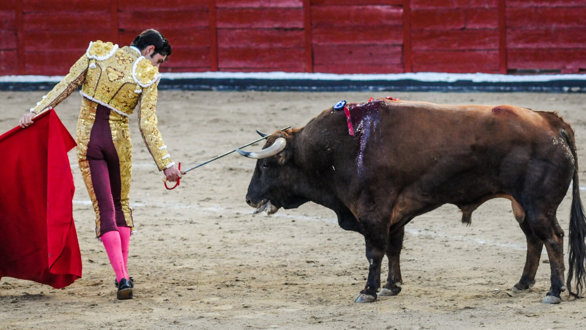 Actúa para poner fin a las corridas de toros