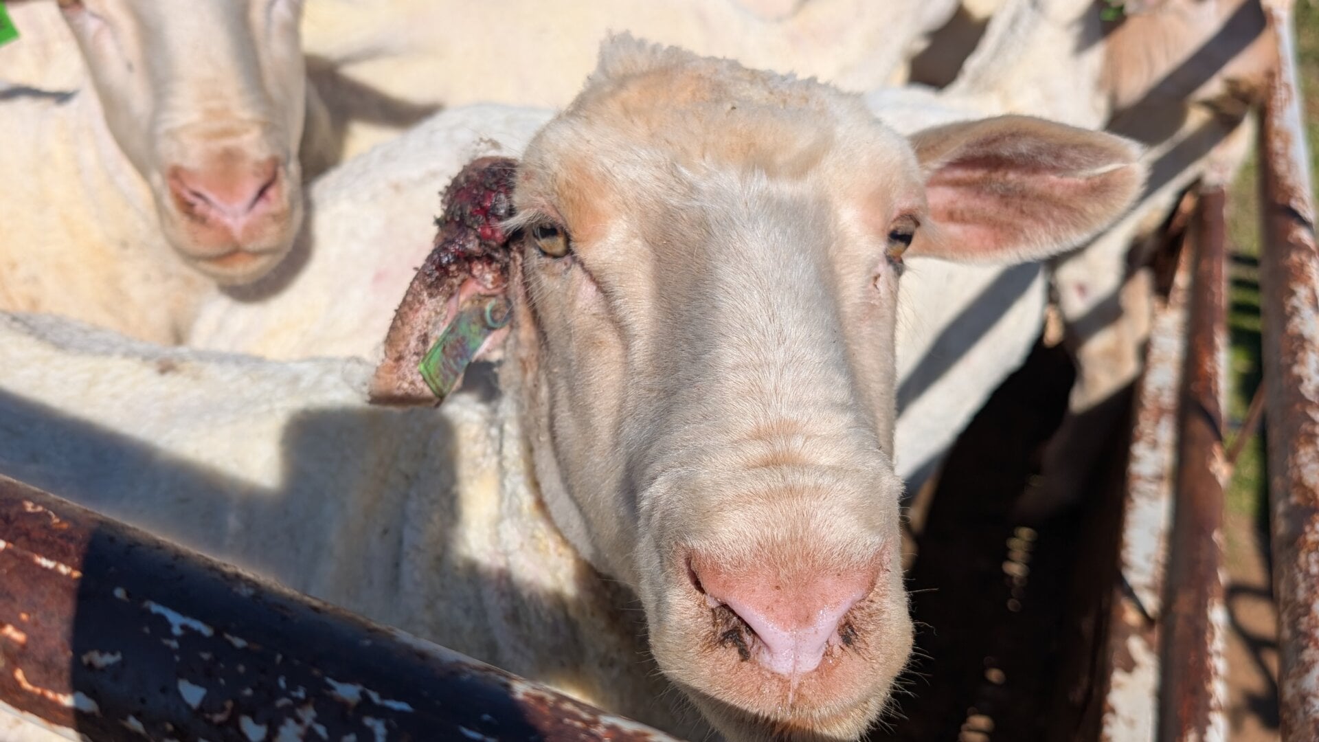 Sheep with wound on ear