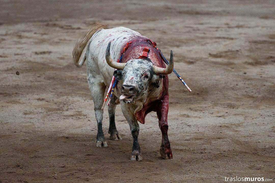 La tauromaquia contradice el mensaje de Cristo, pero estos sacerdotes la defienden