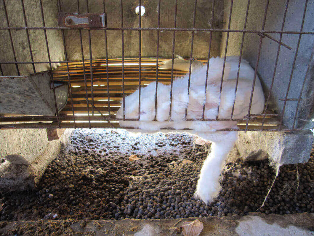 Pídeles a estos minoristas que dejen de vender la cruel lana de angora