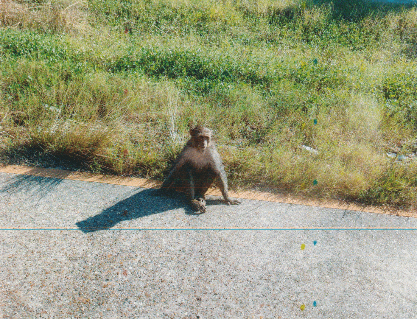 Video de informante: Monos confinados solos en jaulas sucias en el New Iberia Research Center