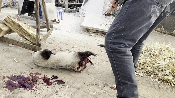 Video still of a worker striking a bleeding badger on a concrete floor as it struggles