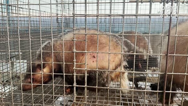 Video still of badgers in cages