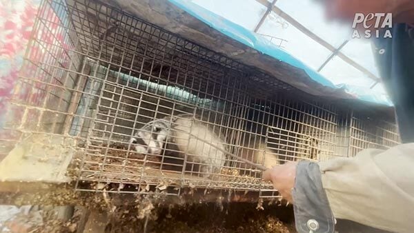Video still of a worker gripping a badger’s back with metal tongs and pulling it from a cage
