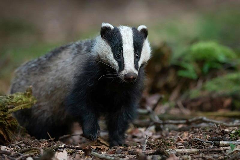 Photo of a badger in nature