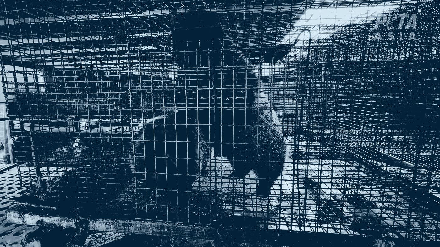 Duotone photo of badgers in a cage in a room full of cages