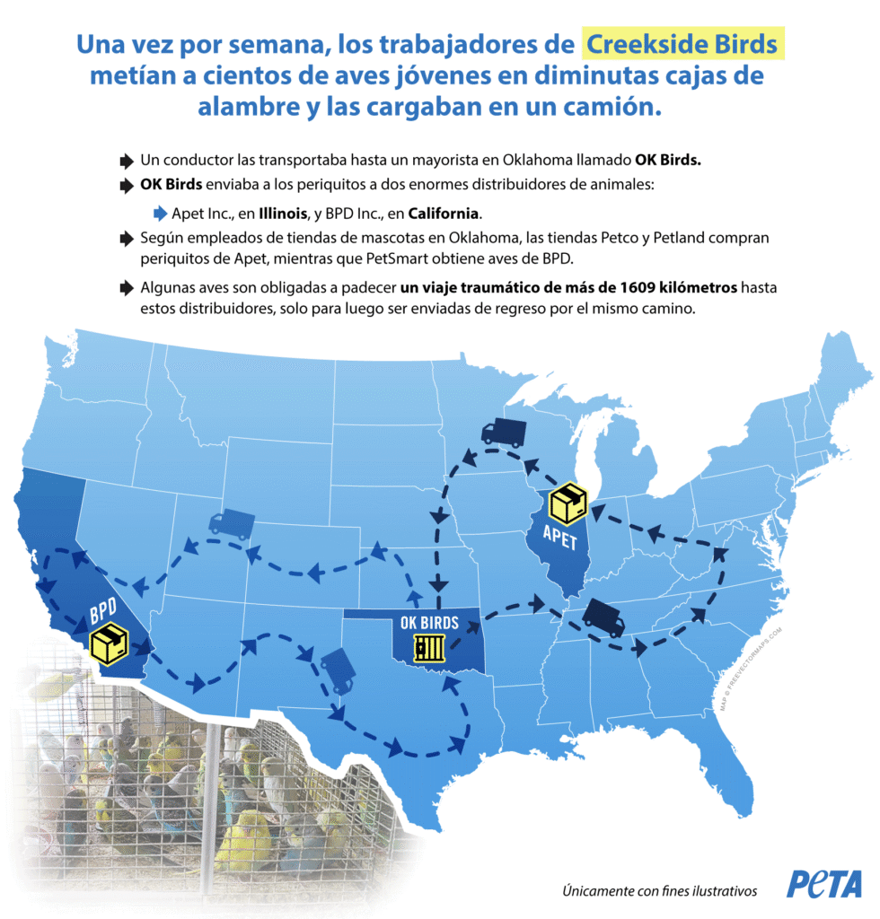 Ilustración de un mapa con periquitos