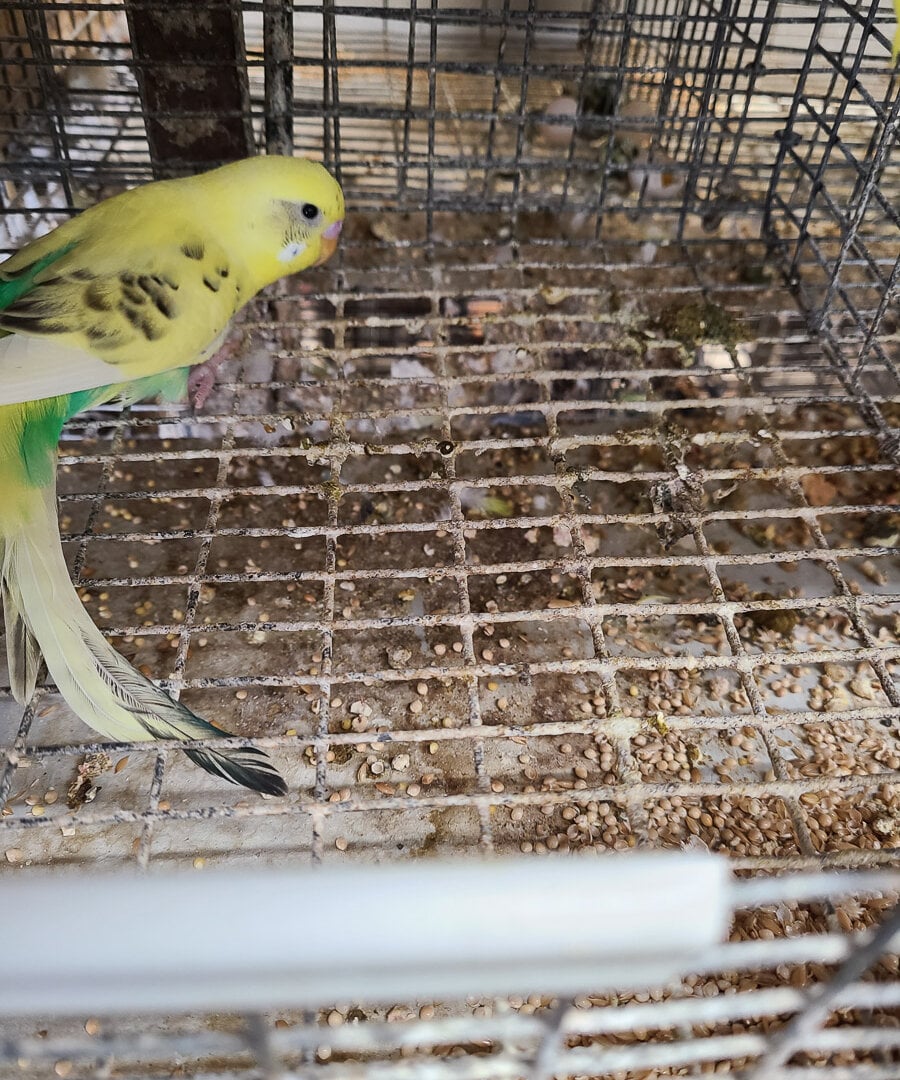 ÚLTIMO MOMENTO: Periquitos decapitados en criadero vinculado a Petco y PetSmart