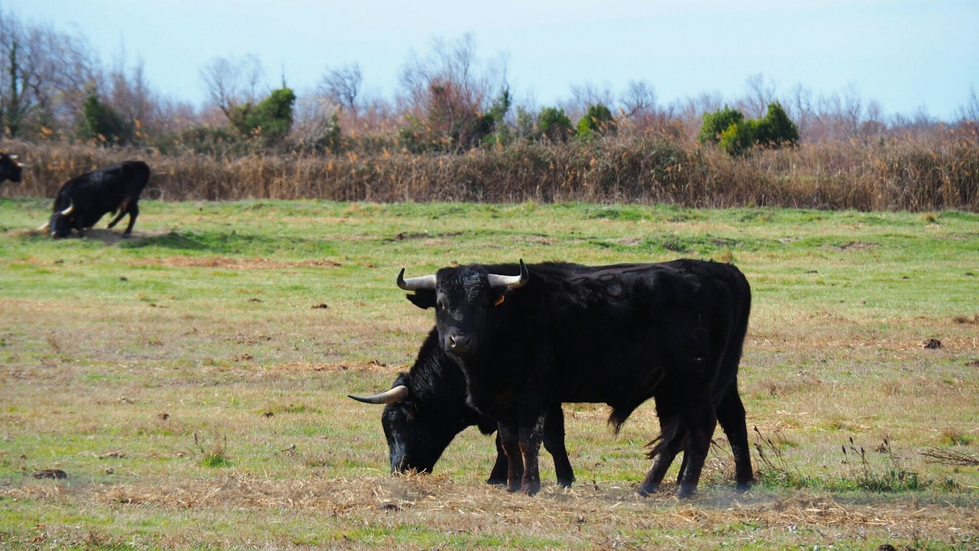Día Antitaurino: Victorias para los toros en todo el mundo