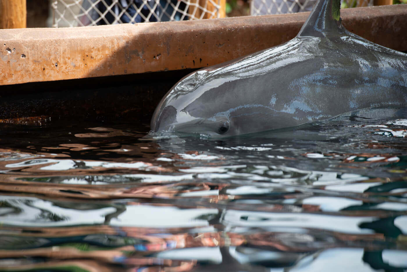 Dolphin in captivity