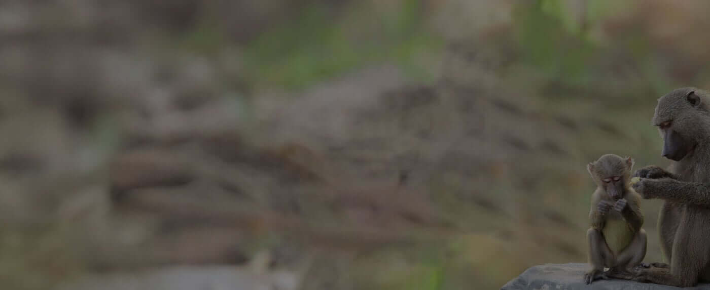 ¿Ciencia o sadismo? Experimentadores arrancan a los monos bebés a sus madres