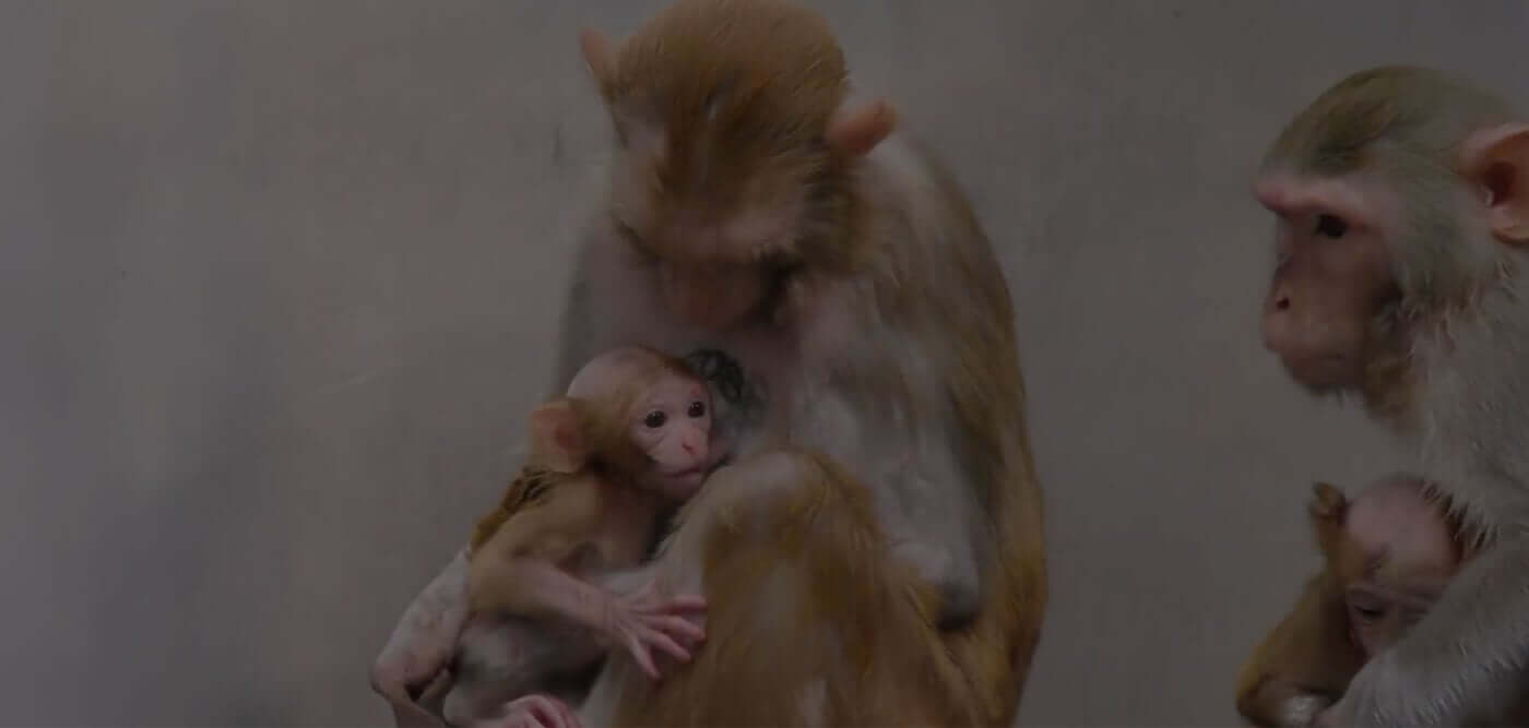 ¿Ciencia o sadismo? Experimentadores arrancan a los monos bebés a sus madres