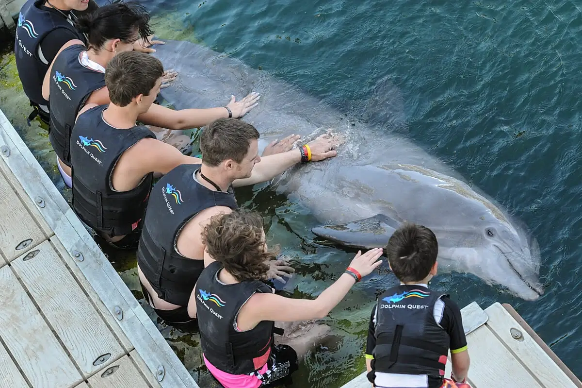 Los delfines no deben estar en tanques diminutos: necesitan TU ayuda