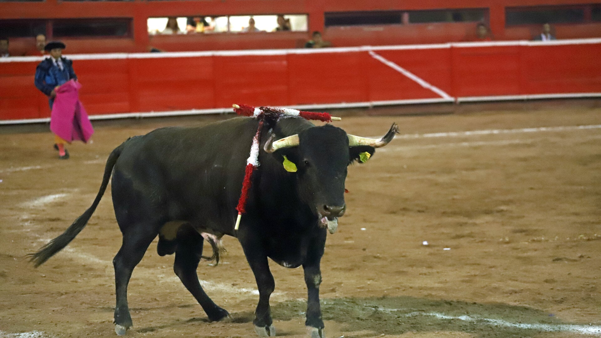 Injured bull with swords sticking out of neck and tongue out in an arena, Mexico. Bullfighting at Monumental Plaza in Monterrey, Mexico. bullfight, bull
